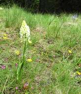 Image of meadow death camas