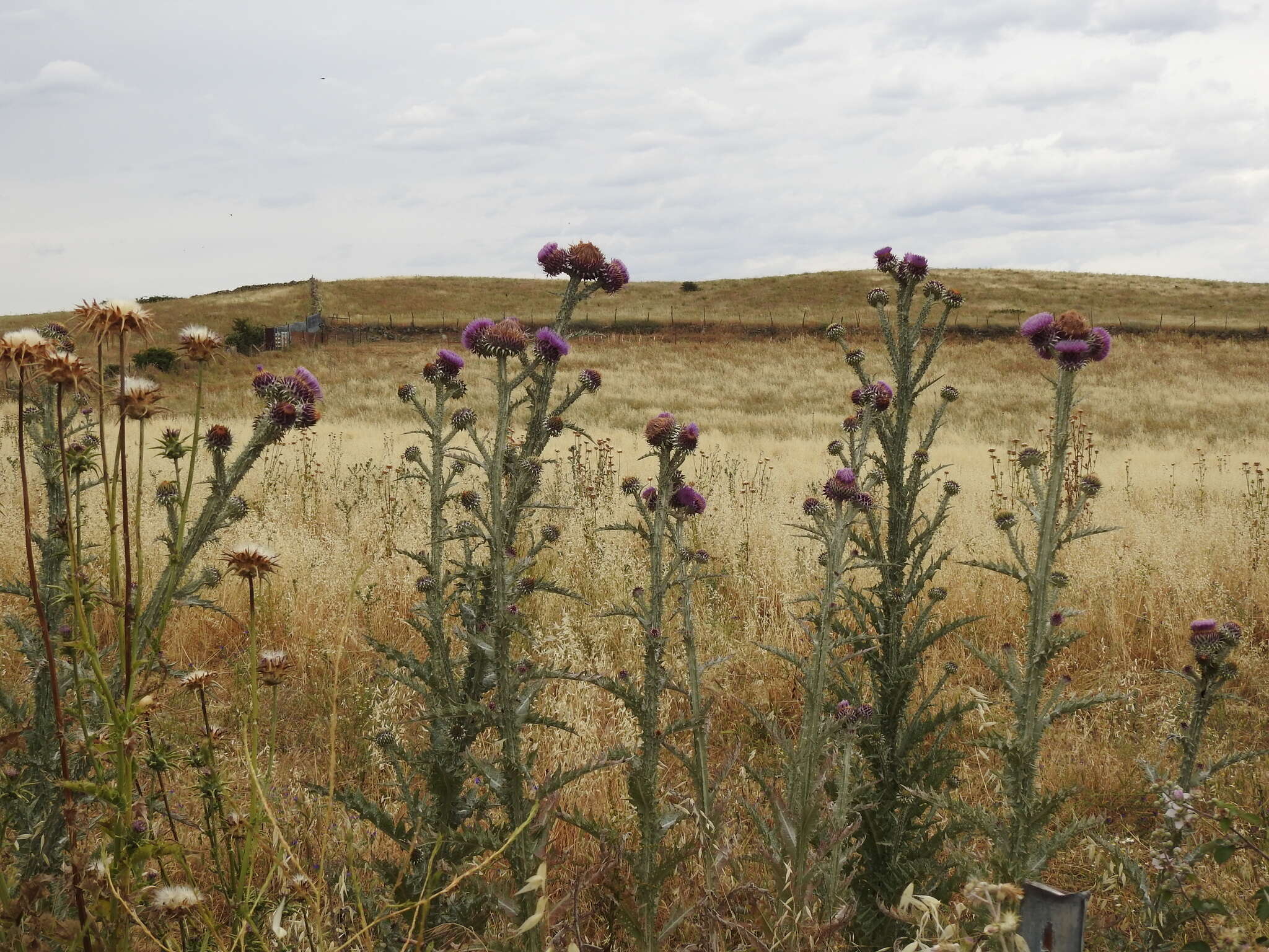 Image of Illyrian cottonthistle