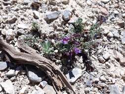 Image of Thompson's beardtongue