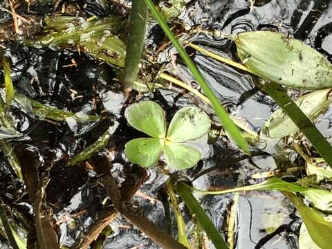 Image of Australian Water-Clover