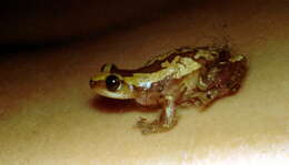 Image of Brown Banana Frog