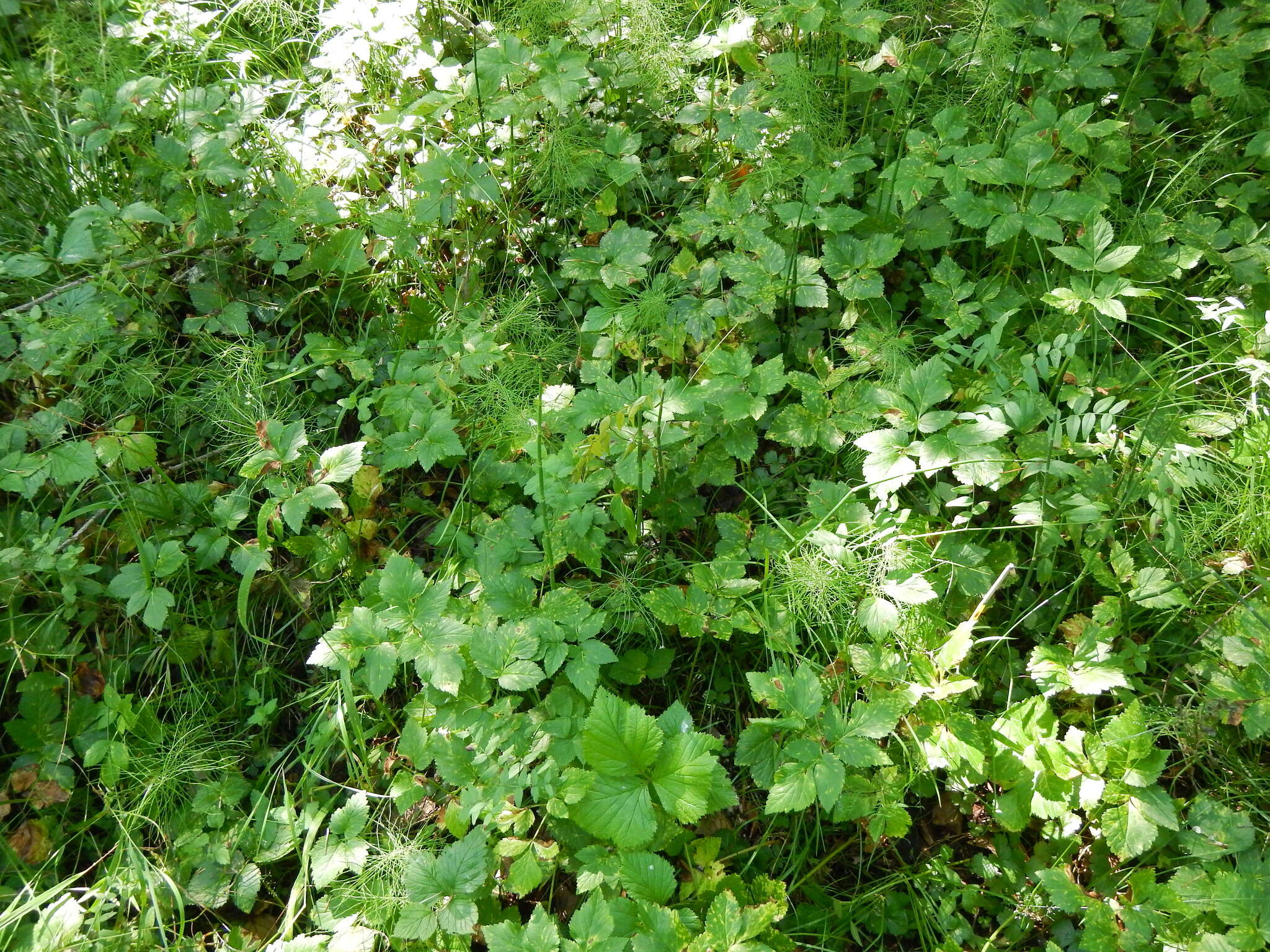 Imagem de Aegopodium latifolium Turcz.