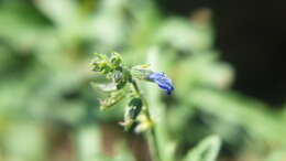 Salvia subincisa Benth. resmi