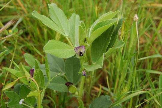 Image of Vicia johannis Tamamsch.