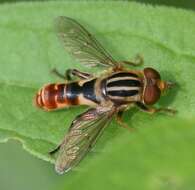 Image of Anasimyia chrysostomus (Wiedemann 1830)