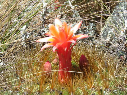 Imagem de Matucana aurantiaca (Vaupel) Buxb.