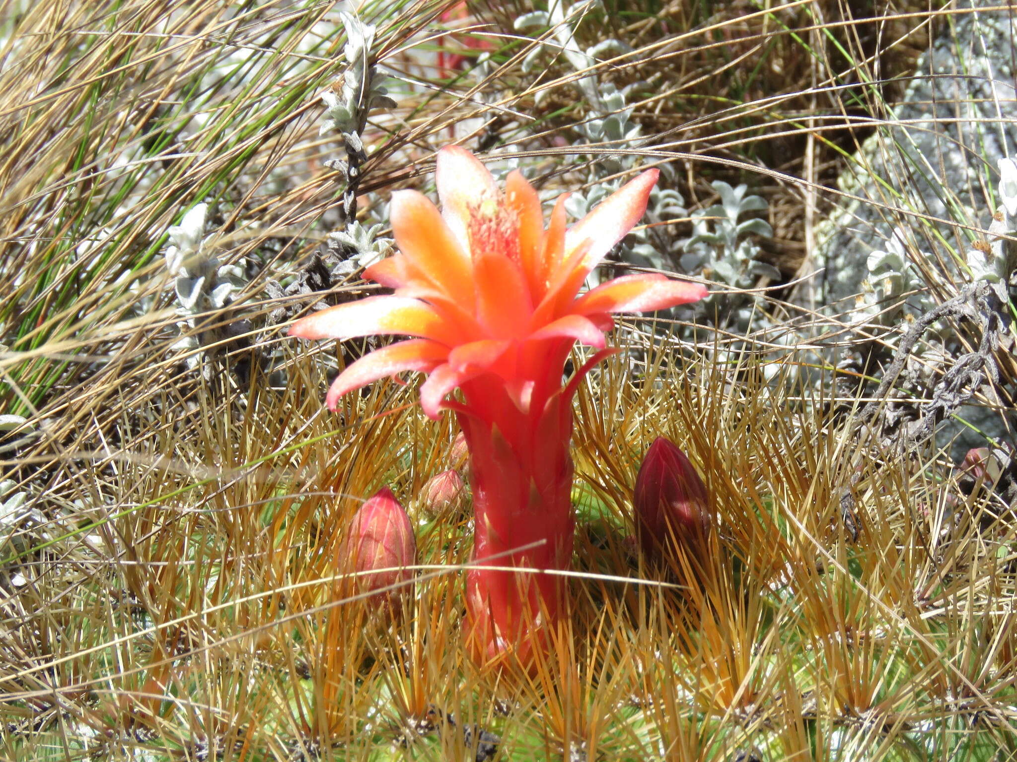 Image of Matucana aurantiaca (Vaupel) Buxb.