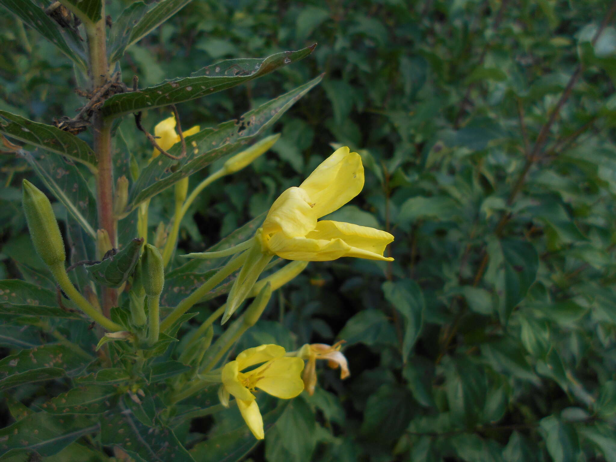 Oenothera stucchii Soldano resmi