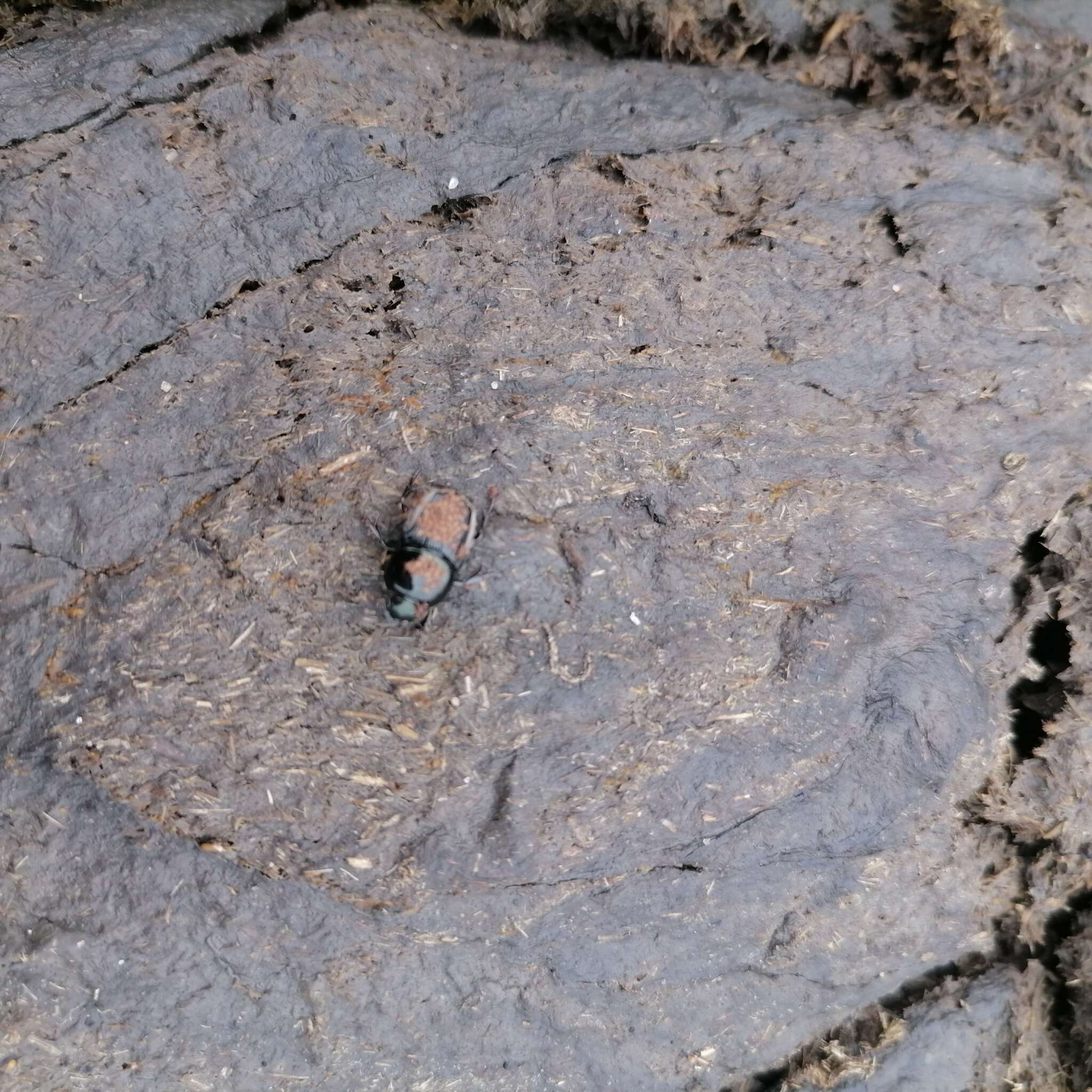 Image of Dung beetle