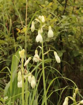 Image of Ornithogalum candicans (Baker) J. C. Manning & Goldblatt