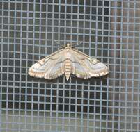 Image of Chestnut-marked Pondweed Moth