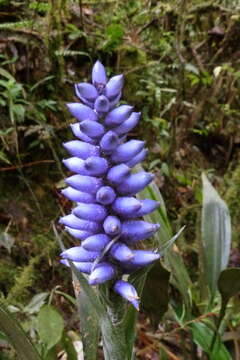 Image of Ronnbergia maidifolia Mez