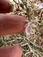 Image of Teucrium chardonianum Maire & Wilczek