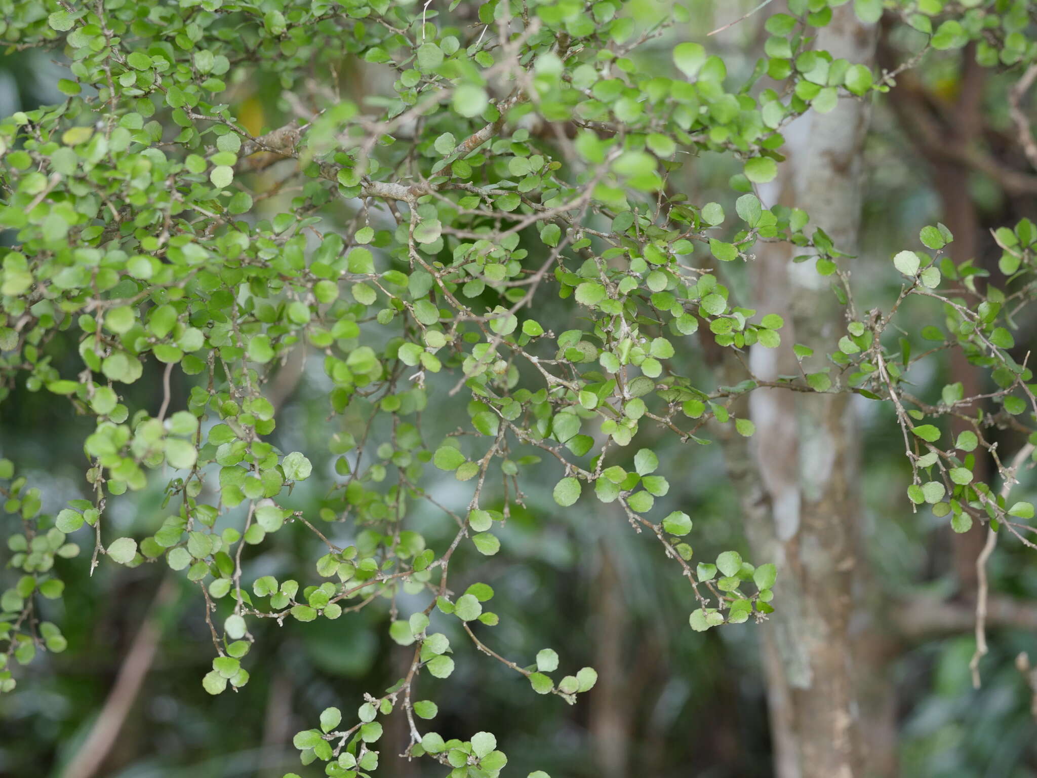 Imagem de Melicytus micranthus Hook. fil.