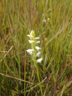 صورة Spiranthes diluvialis Sheviak