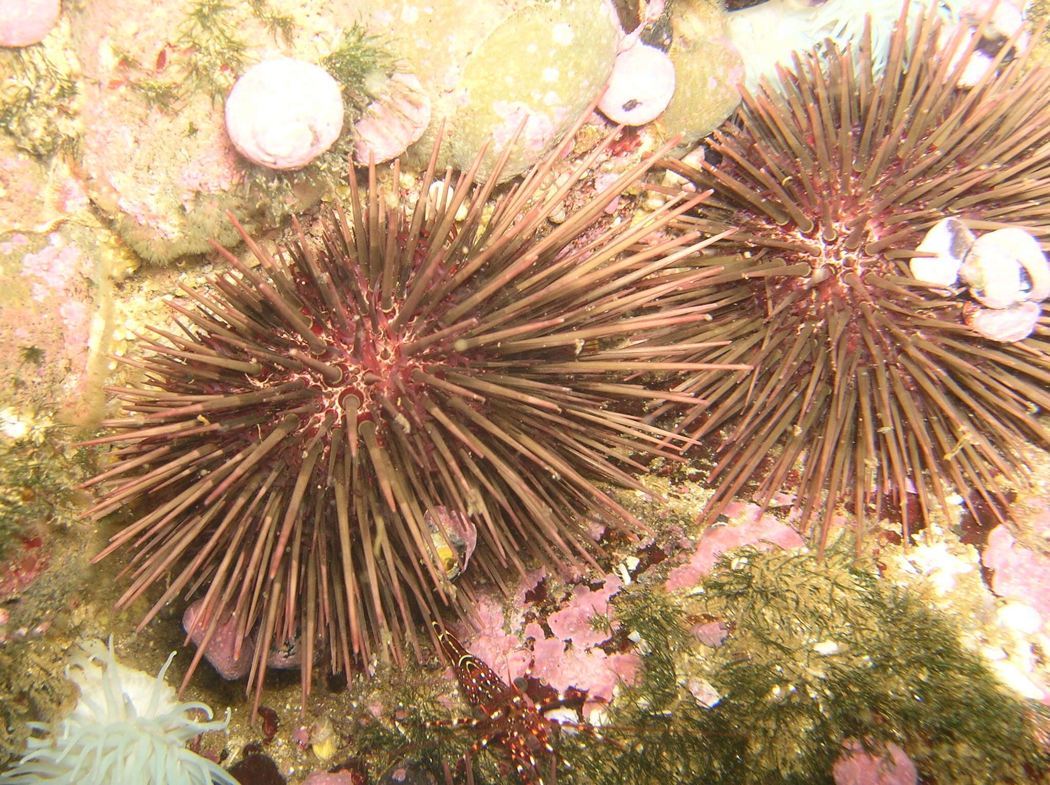 Image of Caenocentrotus gibbosus (L. Agassiz ex L. Agassiz & Desor 1846)