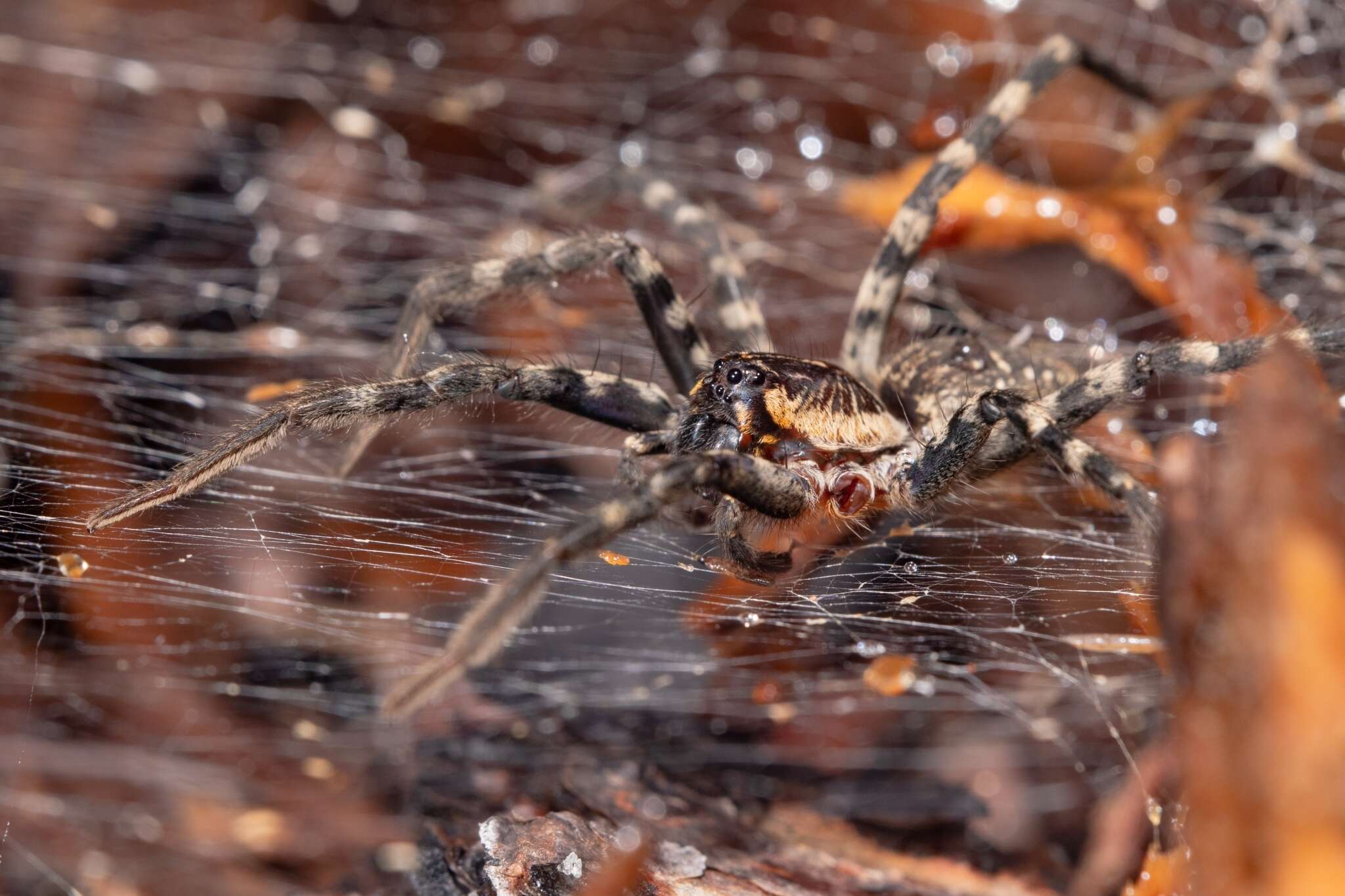 Image of Lake Placid Funnel Wolf Spider