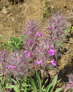 Image of Stachys lavandulifolia Vahl