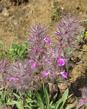 Image of Stachys lavandulifolia Vahl