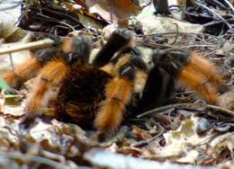 Image of Mexican redleg tarantula