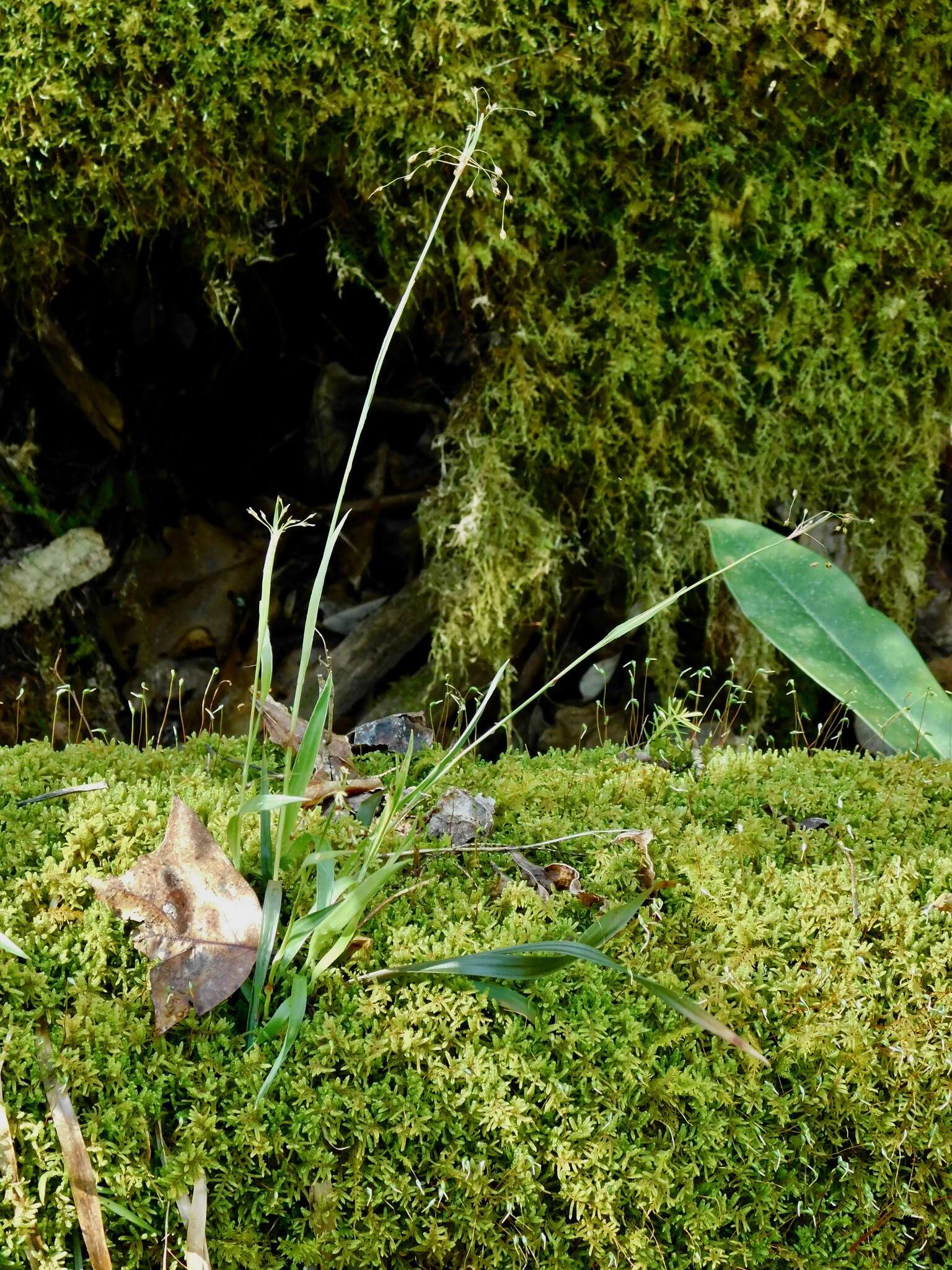 Luzula acuminata subsp. carolinae (S. Watson) Z. Kaplan resmi