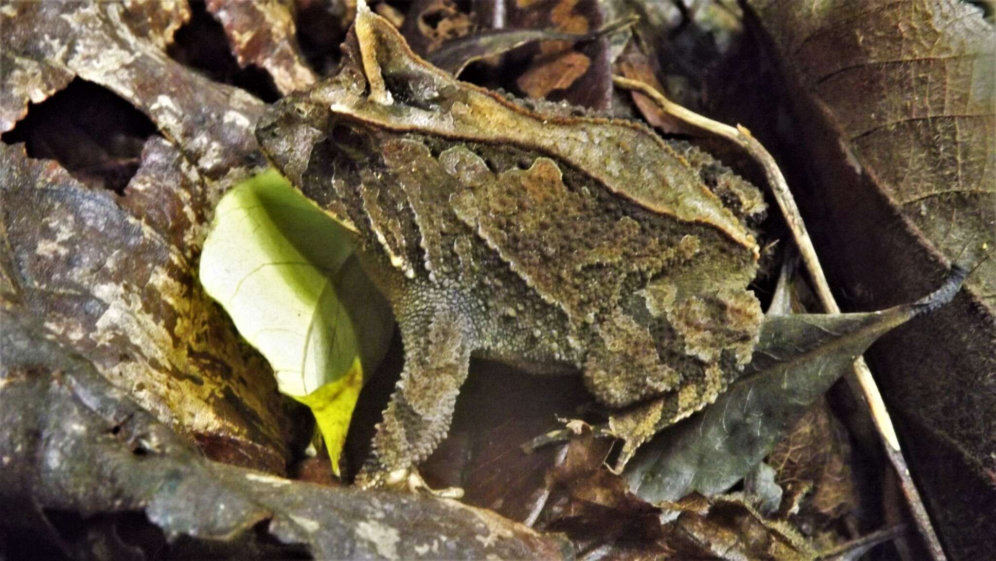 Image of Boie's Frog