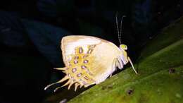 Image of Helicopis cupido Linnaeus 1758