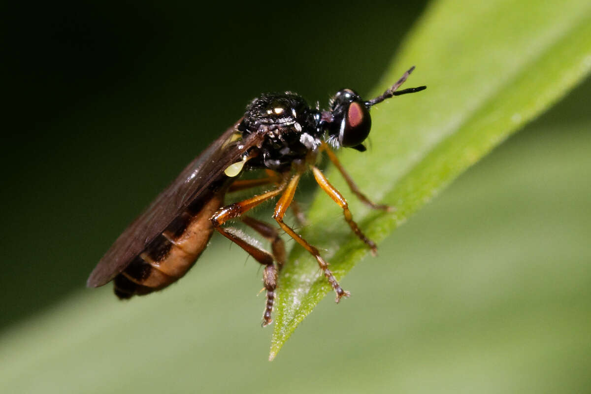 Image of Dioctria lateralis Meigen 1804