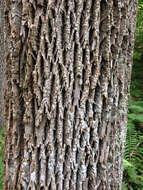 Image of American Ash