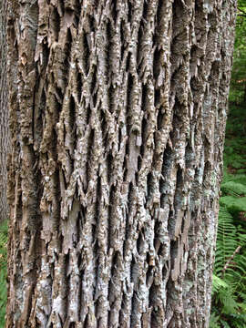 Image of American Ash