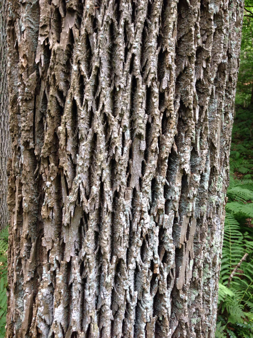 Image of American Ash