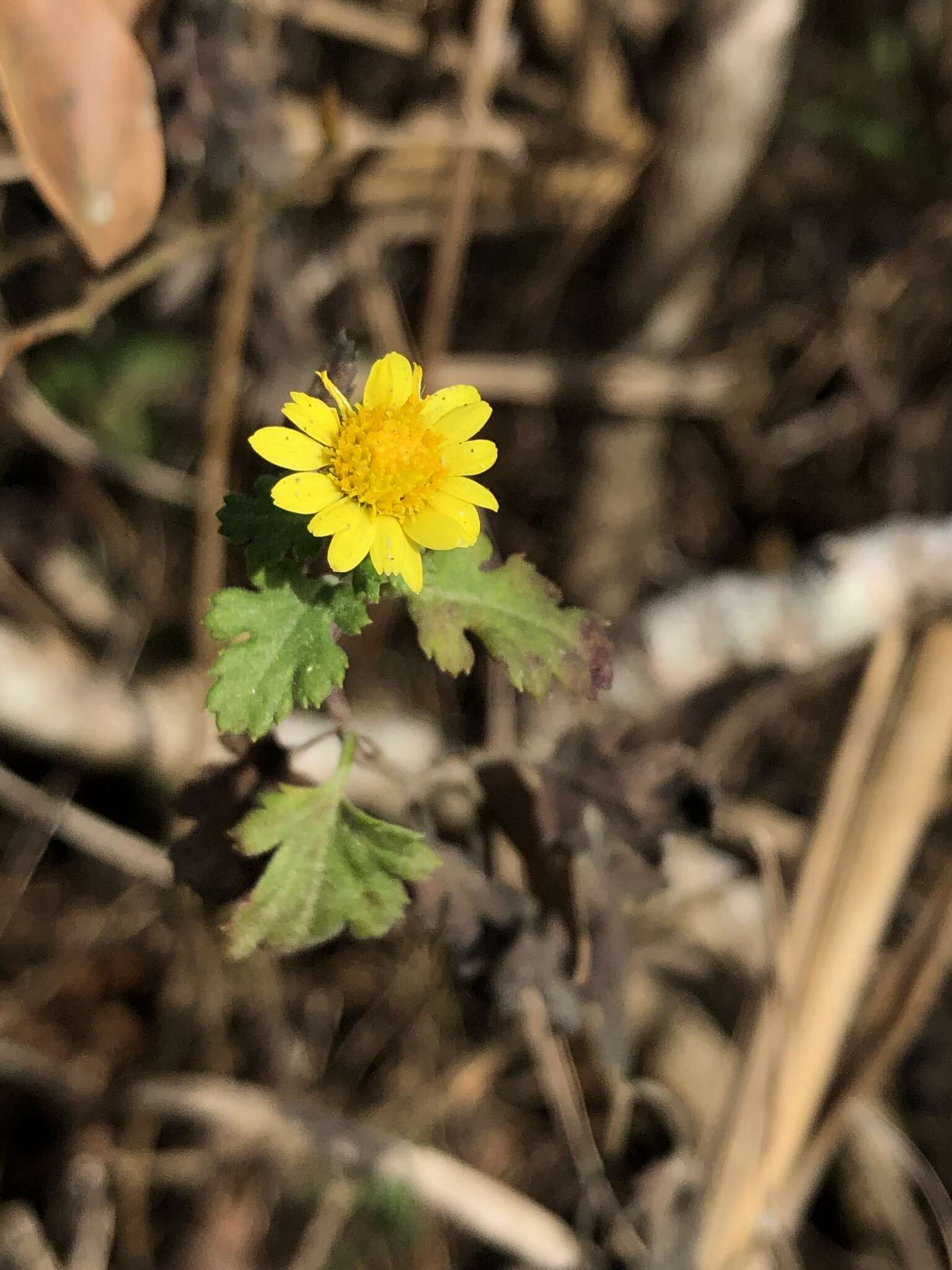 Image of Chrysanthemum lavandulifolium var. tomentellum Hand.-Mazz.