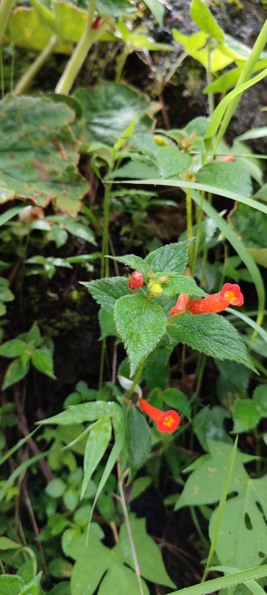 Image of Achimenes heterophylla (Mart.) DC.