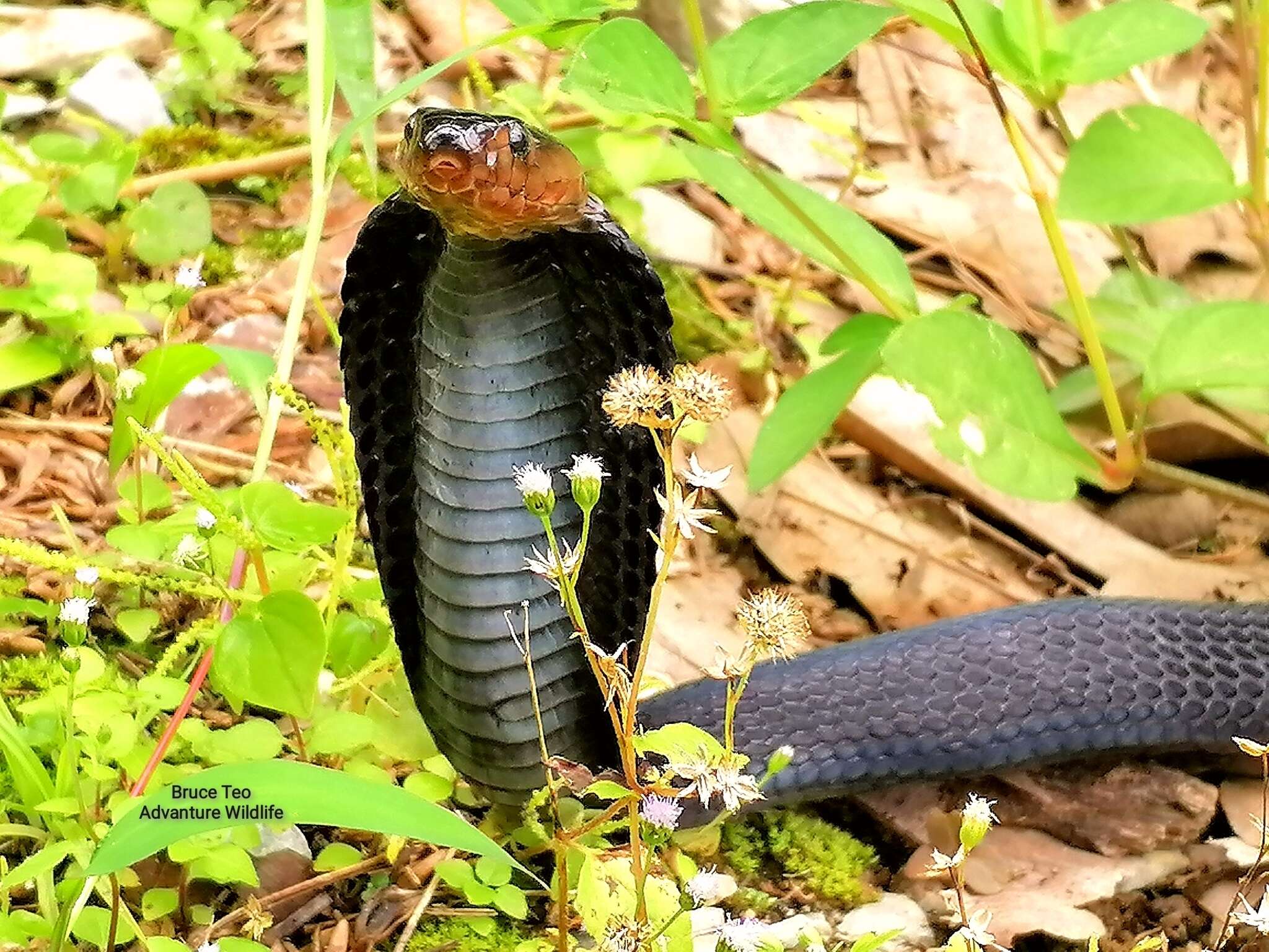 Image of Golden Spitting Cobra