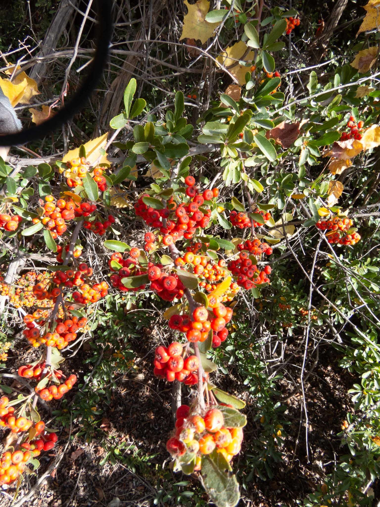 Image de Pyracantha fortuneana (Maxim.) H. L. Li