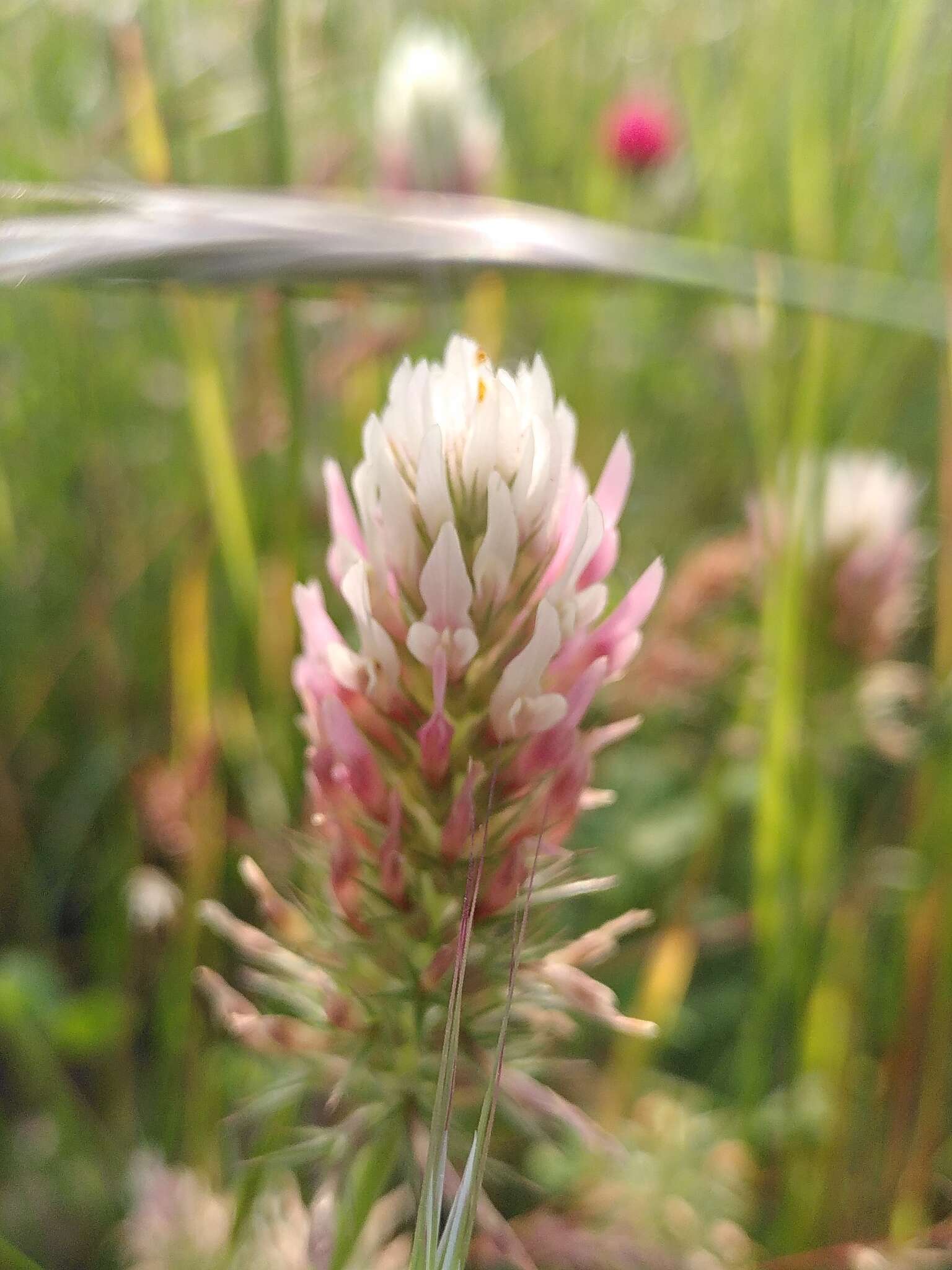 Image of Trifolium incarnatum subsp. molinerii (Hornem.) Syme