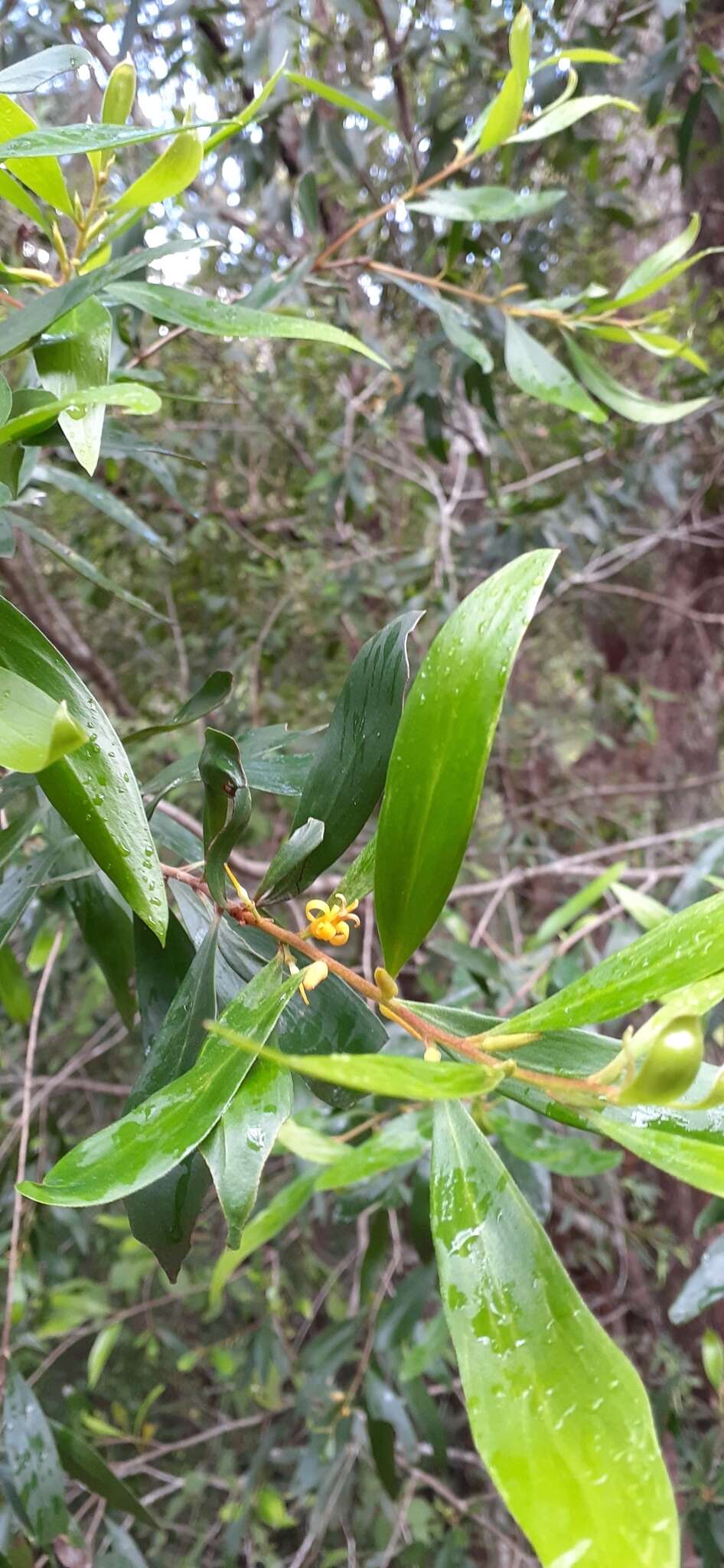 Image of Persoonia media R. Br.