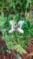 Image of white lupine