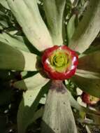 Image of Leucadendron pubibracteolatum I. J. M. Williams