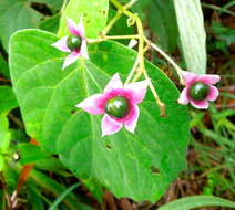 Image of Clerodendrum villosum Blume