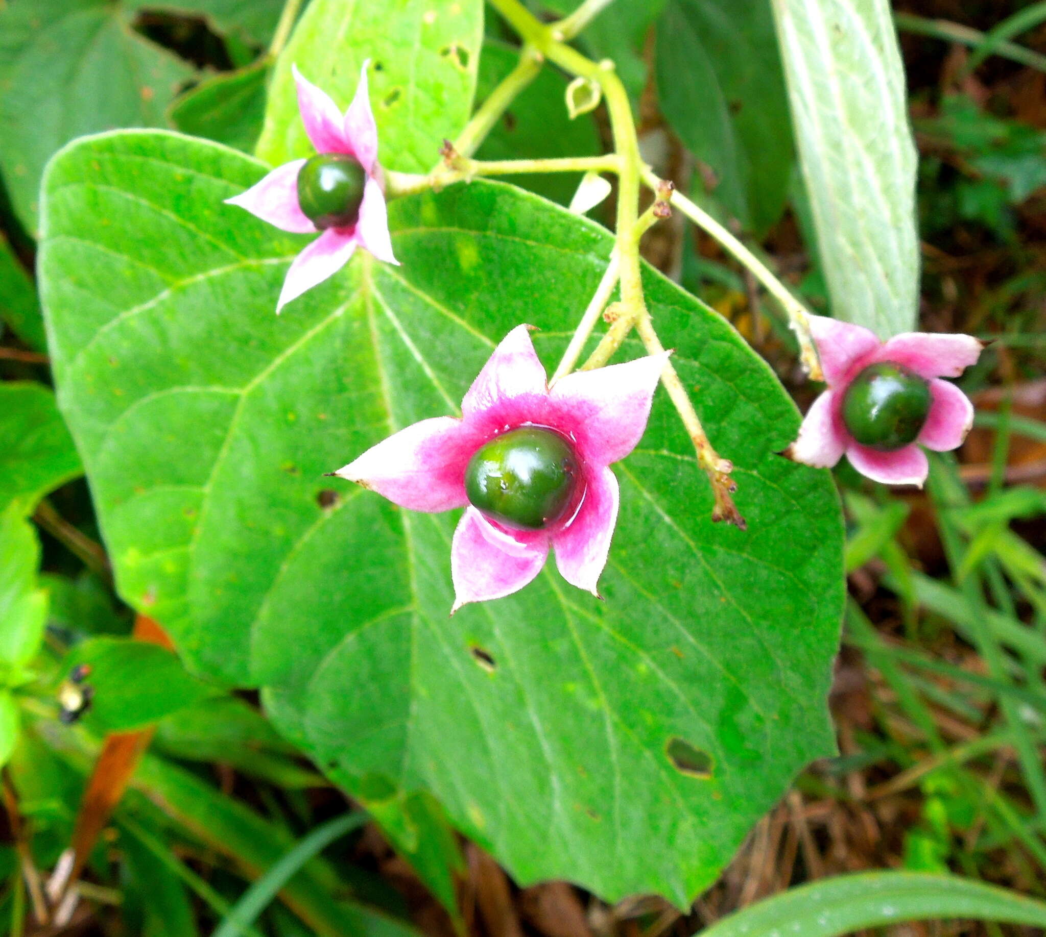 Imagem de Clerodendrum villosum Blume