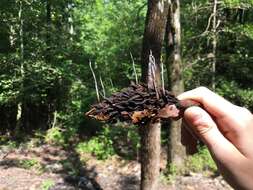 Imagem de Xylaria magnoliae J. D. Rogers 1979