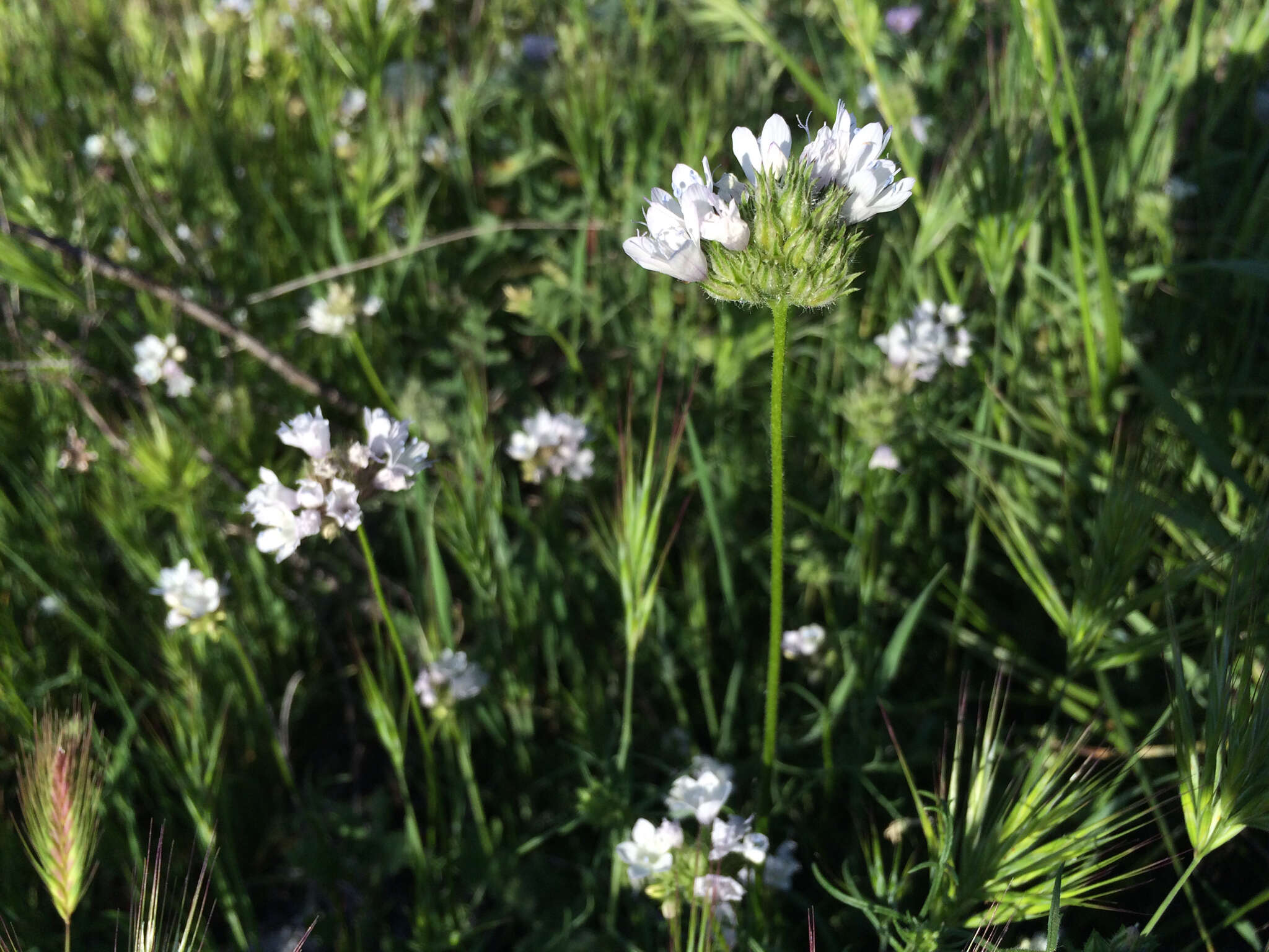 Image of bluehead gilia