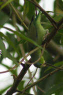 Image of Pacific Parrotlet