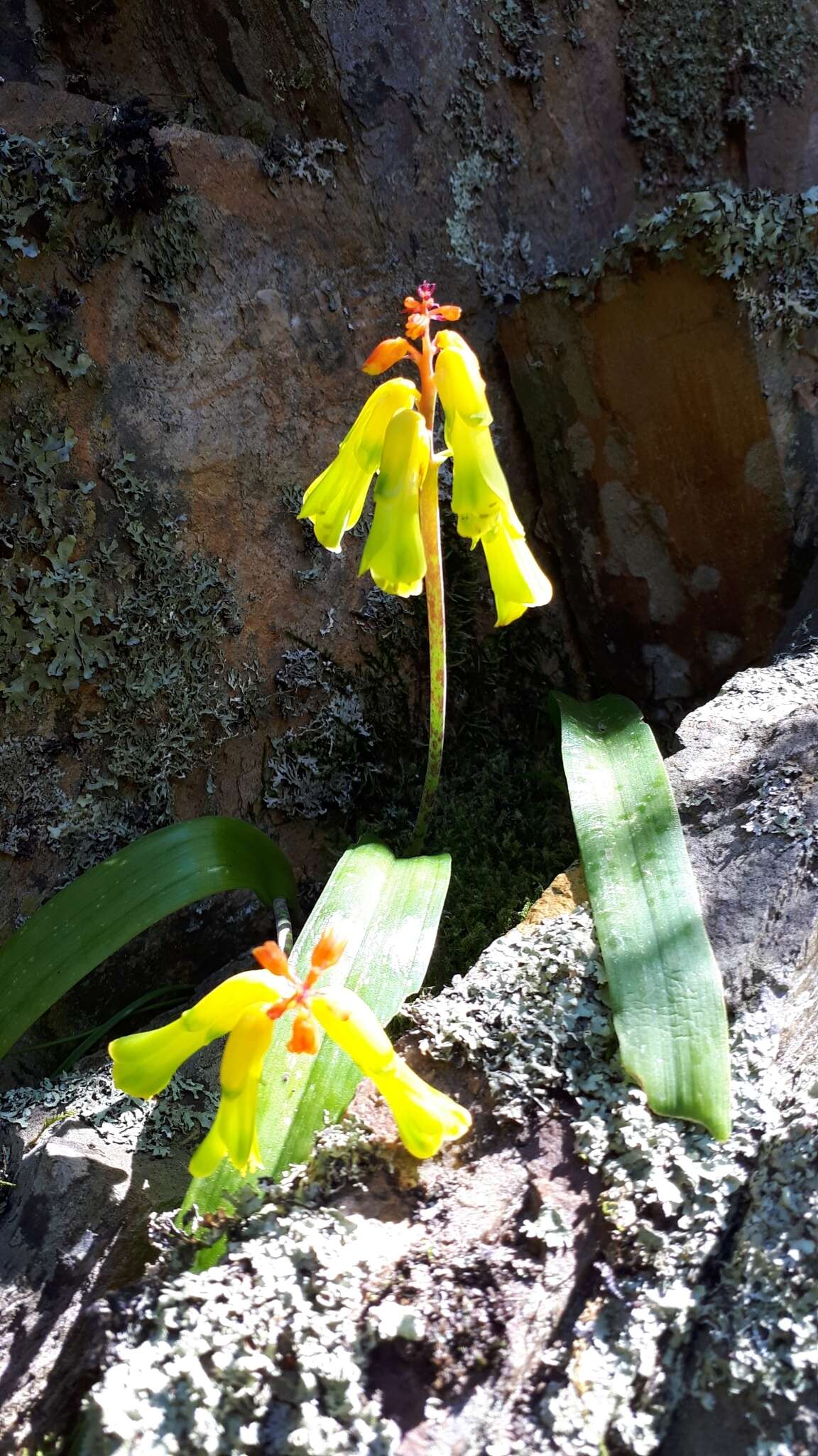 Image of Lachenalia thunbergii G. D. Duncan & T. J. Edwards