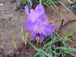 Image of Mauve ginger