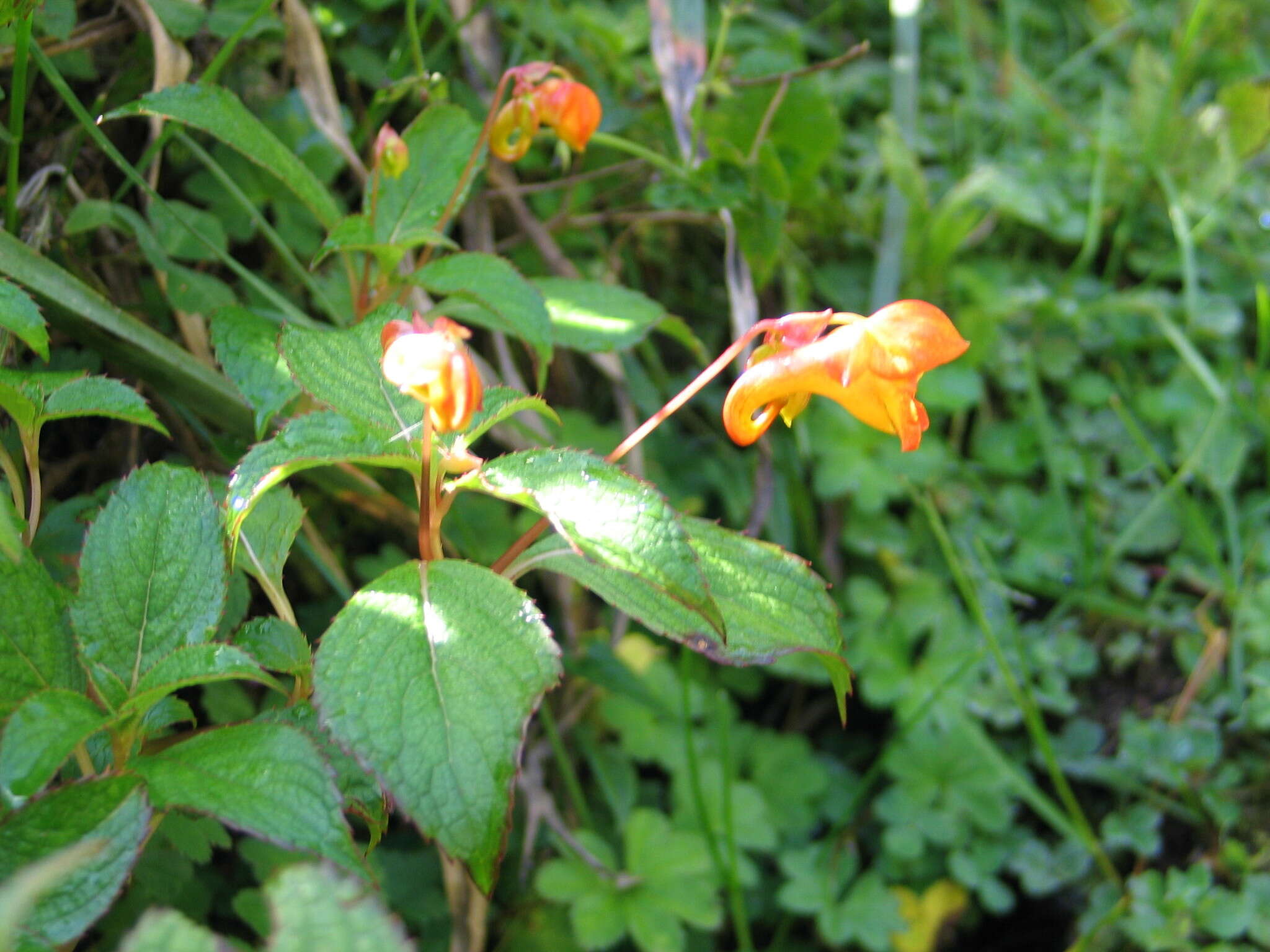 Image of Impatiens rothii Hook. fil.