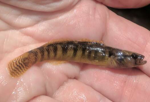 Image of Fantail Darter