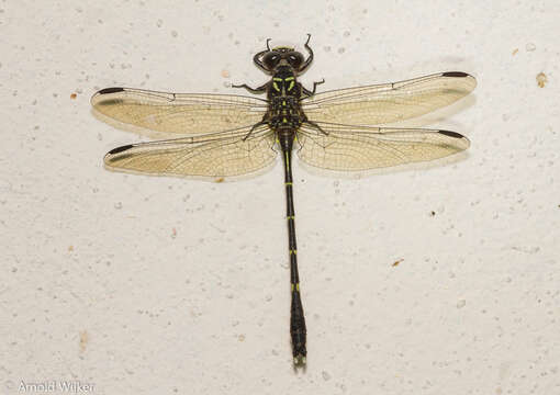 Image of Progomphus complicatus Selys 1854