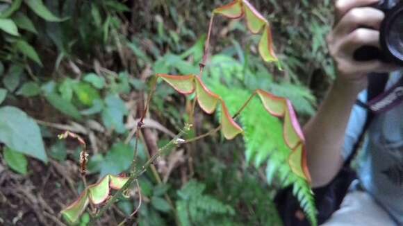 Image of Hylodesmum laxum (DC.) H. Ohashi & R. R. Mill